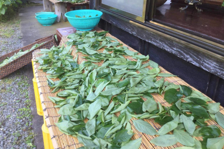 野草茶を陰干し