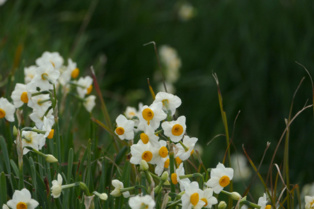 ニホンスイセン