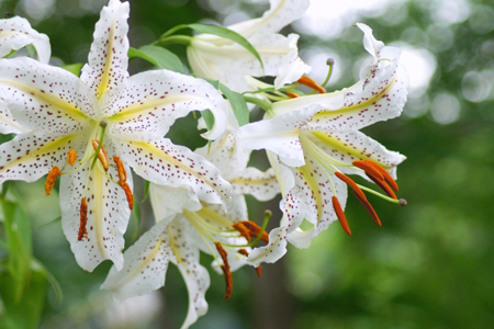 こごせゆり（ヤマユリ）